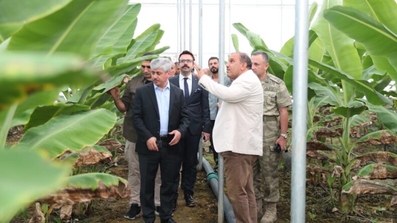 Hatay Valisi Doğan, muz serasında inceleme yaptı
