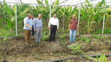 Hatay, muz üretiminde 3’üncü sırada