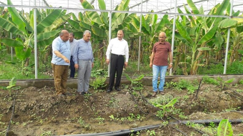 Hatay, muz üretiminde 3’üncü sırada