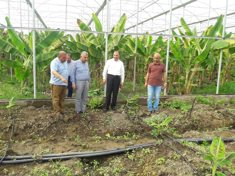 Hatay, muz üretiminde 3’üncü sırada