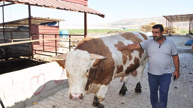1 ton 700 kilo ağırlığındaki kurbanlık danayı 40 bin TL’ye satıyor