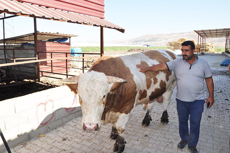 1 ton 700 kilo ağırlığındaki kurbanlık danayı 40 bin TL’ye satıyor