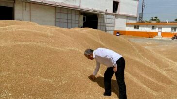 AMİK OVASINDA BUĞDAY HASADI BAŞLADI