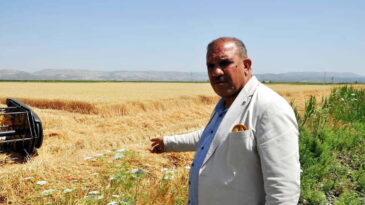 AMİK OVASI’NDA  BUĞDAY HASADINA BAŞLANDI