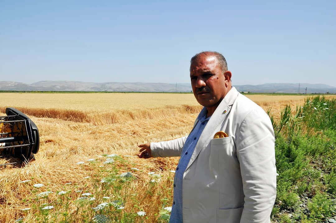 AMİK OVASI’NDA BUĞDAY HASADINA BAŞLANDI