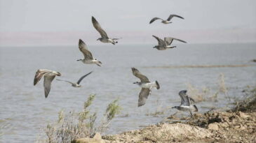 REYHANLI BARAJI  GÖÇMEN KUŞLARI AĞIRLIYOR