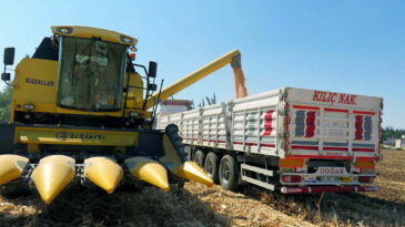 Reyhanlı’da Mısır fiyatı üreticisini sevindirdi