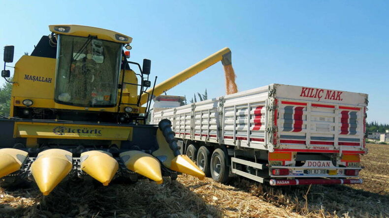 Reyhanlı’da Mısır fiyatı üreticisini sevindirdi