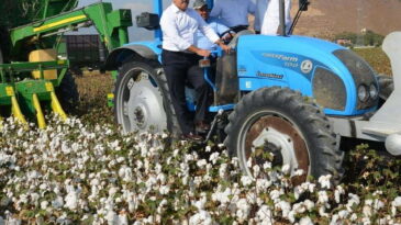 Amik Ovası’nda pamuk hasadı başladı