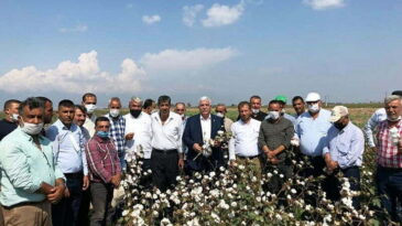 Tokdemir: Pamuk üreticileri bu yıl da mağdur