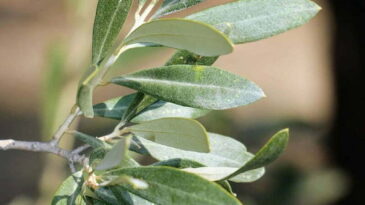 İnsan sağlığına binbir faydası var!