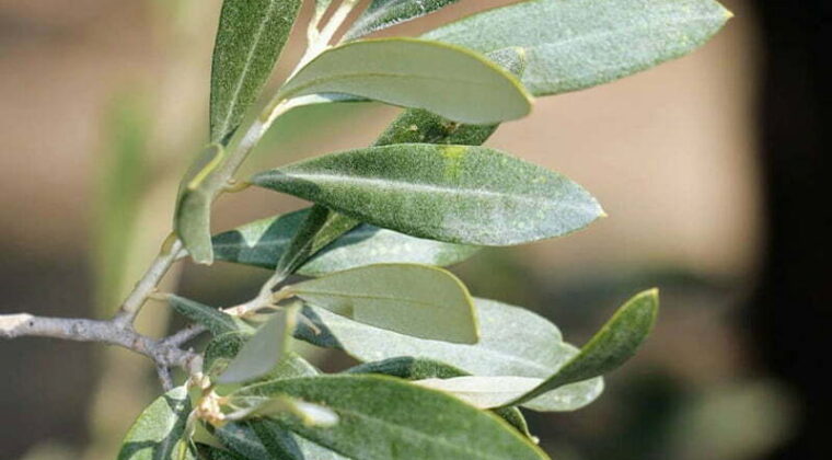 İnsan sağlığına binbir faydası var!