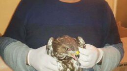 Yaralı atmaca tedavisinin ardından  doğaya bırakılacak