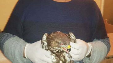 Yaralı atmaca tedavisinin ardından  doğaya bırakılacak