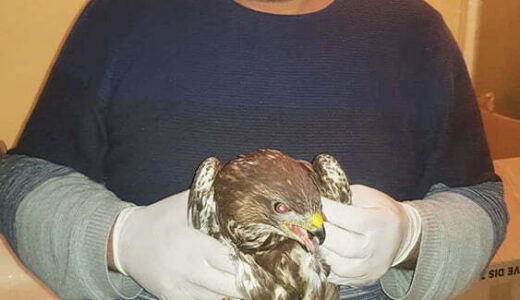 Yaralı atmaca tedavisinin ardından  doğaya bırakılacak