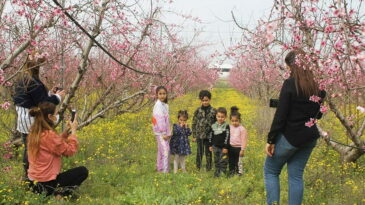 Badem ağaçları  çiçek açtı vatandaşlar bahçelere akın etti