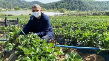 Adem Yeşildal çilek hasadı yaptı