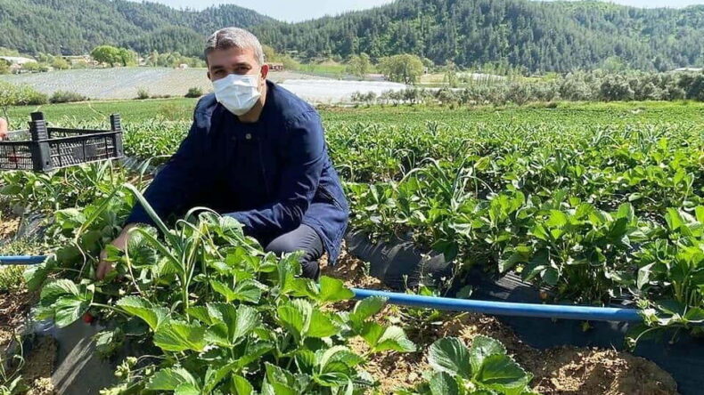 Adem Yeşildal çilek hasadı yaptı