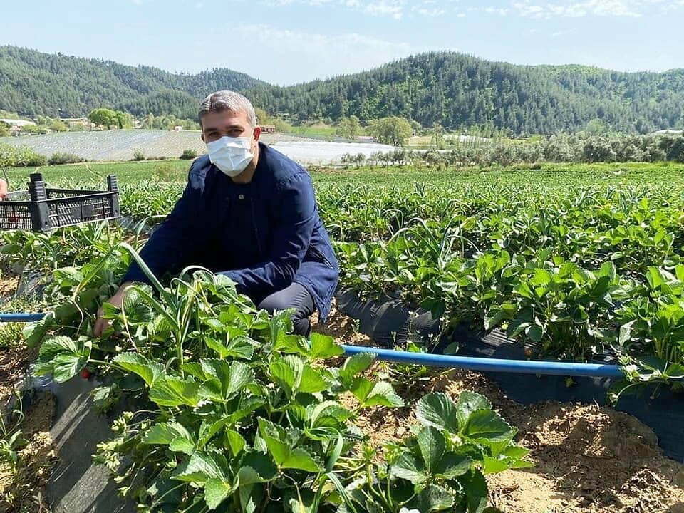 Adem Yeşildal çilek hasadı yaptı
