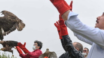 Tedavileri Tamamlanan Yırtıcı Kuşlar Doğaya Salındı