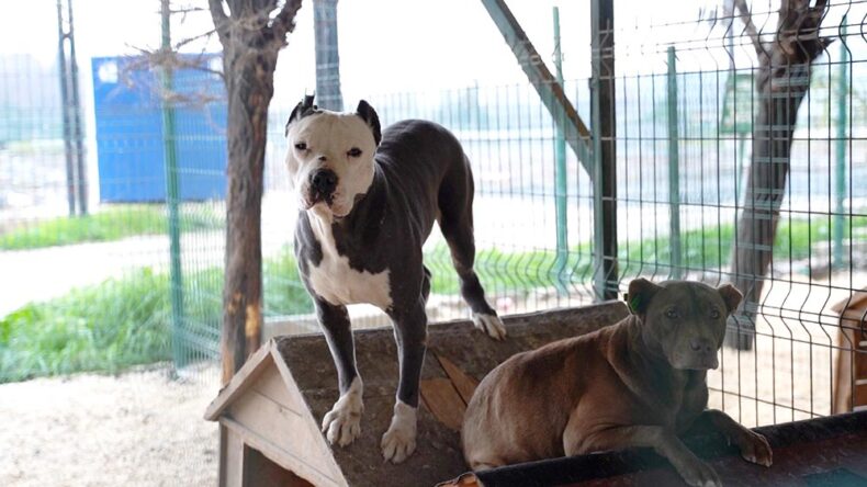HBB’DEN YASAKLI IRK KÖPEKLER HAKKINDA AÇIKLAMA