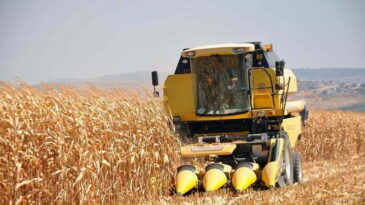 Mısır hasadı başladı