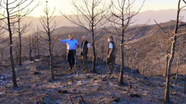 YANGINDA ZARAR GÖREN ALANLAR AĞAÇLANDIRILACAK