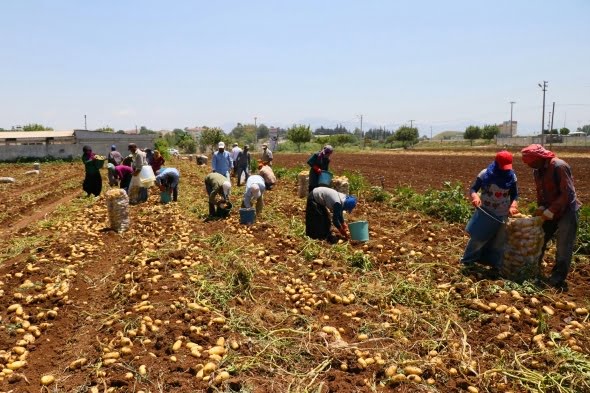MEVSİMLİK TARIM İŞÇİLERİYLE İLE İLGİLİ TEDBİRLER ALINDI