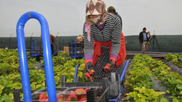 Reyhanlı’da Çilek Hasadı Başladı