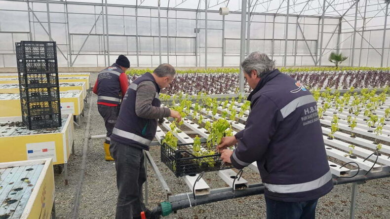 HBB’NİN AKUAPONİK VE HİDROPONİK SERALARINDA ÜRETİLEN FESLEĞENLER ŞEHRİN DÖRT BİR YANINDA