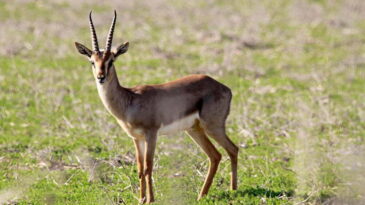 HATAY’DA DAĞ CEYLANLARINA BÜYÜK İLGİ  BİR AYDA İKİ BİN ZİYARETÇİ