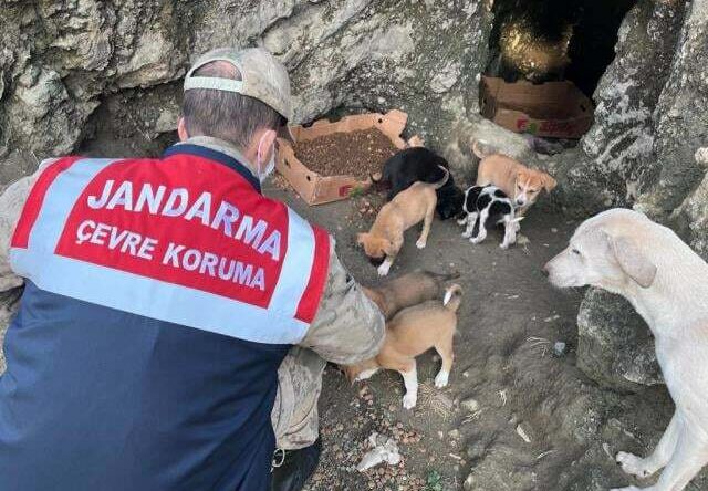 JANDARMADAN SOKAK HAYVANLARINA MAMA VE SU DESTEĞİ