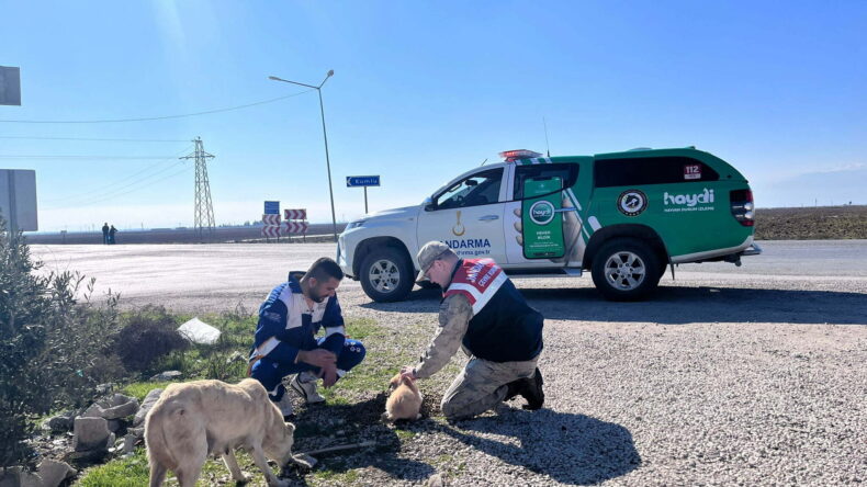 SOKAK HAYVANLARINI UNUTMADILAR