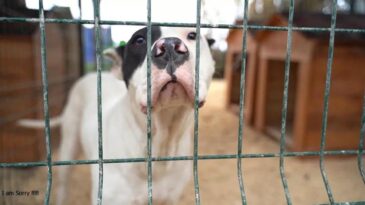 HBB’DEN İDDİALARA CEVAP