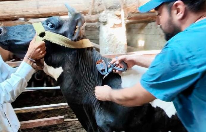 Şap hastalığına karşı aşı çalışmaları devam ediyor