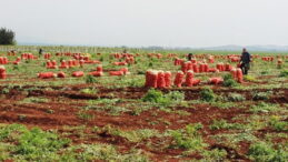 Hatay’da desteklenecek  13 ürün belli oldu
