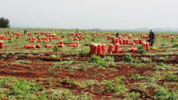 Hatay’da desteklenecek  13 ürün belli oldu