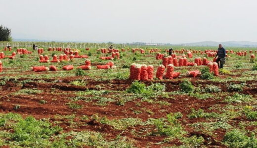 Hatay’da desteklenecek  13 ürün belli oldu