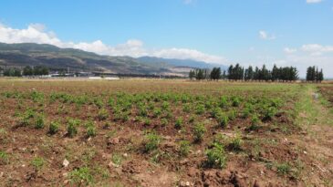 HBB TARIMSAL ÜRETİMİ ÖNEMSİYOR