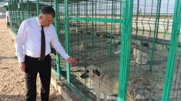 HACIOĞLU: SOKAK HAYVANLARI KORUMA ALTINDA