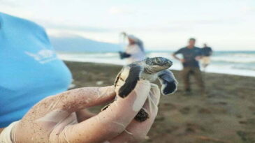 Hatay’da yavru kaplumbağalar denizle buluştu