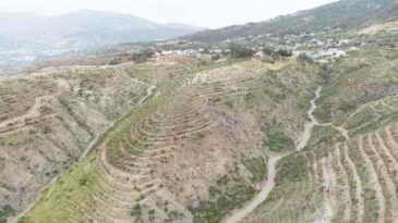 Hatay’da orman yangınlarında zarar gören alanlara  1 milyon 200 bin fidan dikildi