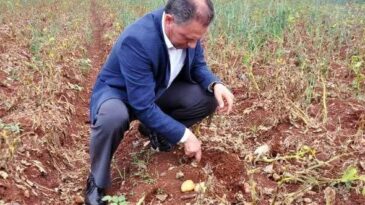 Patates üreticisi sıkıntılı
