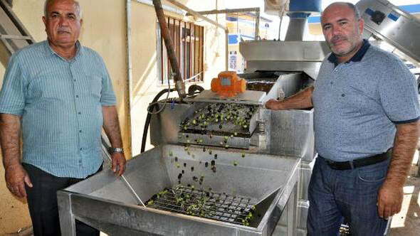 Reyhanlı’da zeytin hasadı başladı