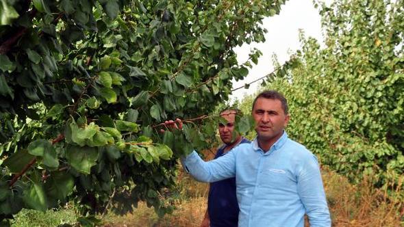Reyhanlı’da meyvecilik gelişiyor