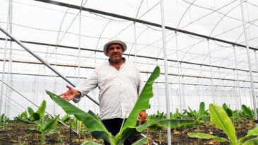 Amik Ovası’na Muz Serası