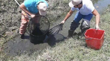 Amik Ovası’nda kanallarda sıkışan 40 bin balık kurtarıldı
