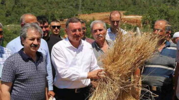BAŞKAN SAVAŞ GDO’SUZ BUĞDAYLARIN  HASADINI GERÇEKLEŞTİRDİ