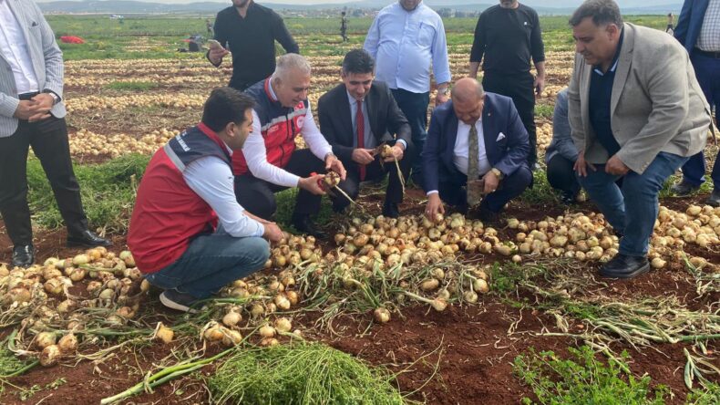 Reyhanlı’da 2026 Yılının İlk Soğan Hasadı Yapıldı