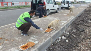 Reyhanlı’da Sokak hayvanlarına yiyecek ve su bırakıldı